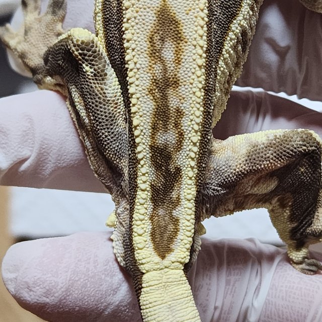 슈퍼스트라이프 풀핀 쿼드