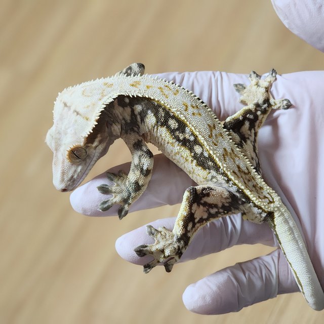 노멀 트라이 드리피 풀핀 쿼드 레이지