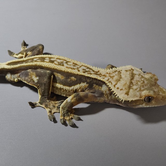 풀핀 엠티백 쿼드 핀스트라이프