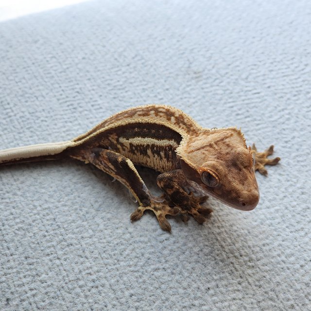 풀핀 쿼드 핀스트라이프 엠티백