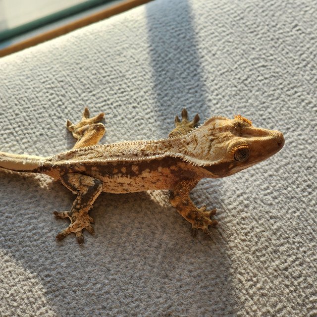 트라이 드리피 화이트스팟 쿼드