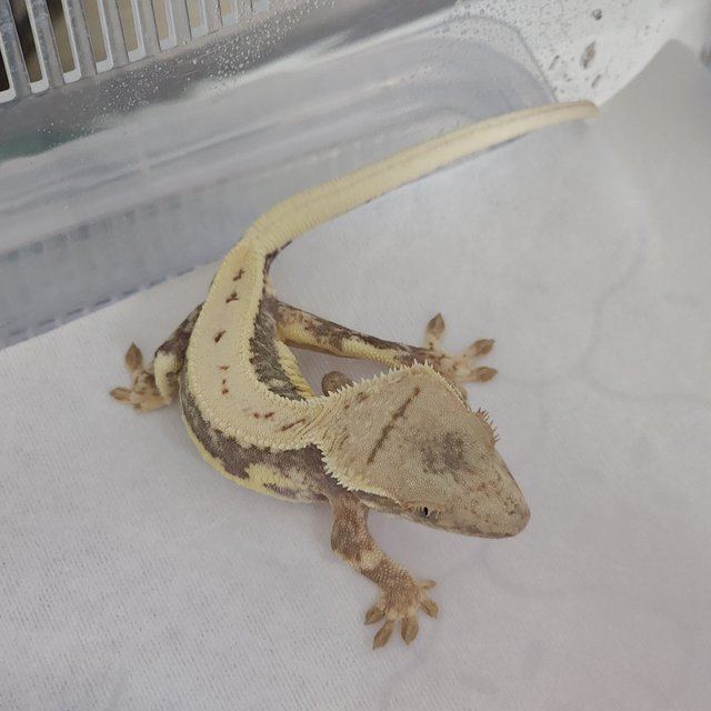 릴리화이트 드리피