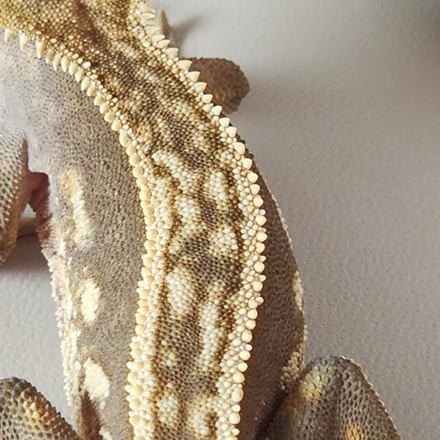 풀핀 엠티백 쿼드 레드