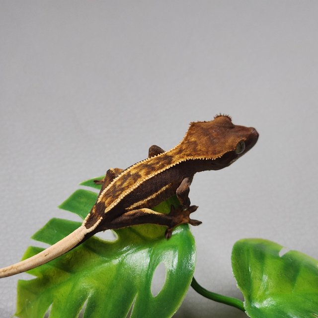 오닉스 티키스 엠티백