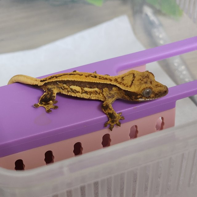 쿼드 풀핀 슈퍼스트라이프 엠티백