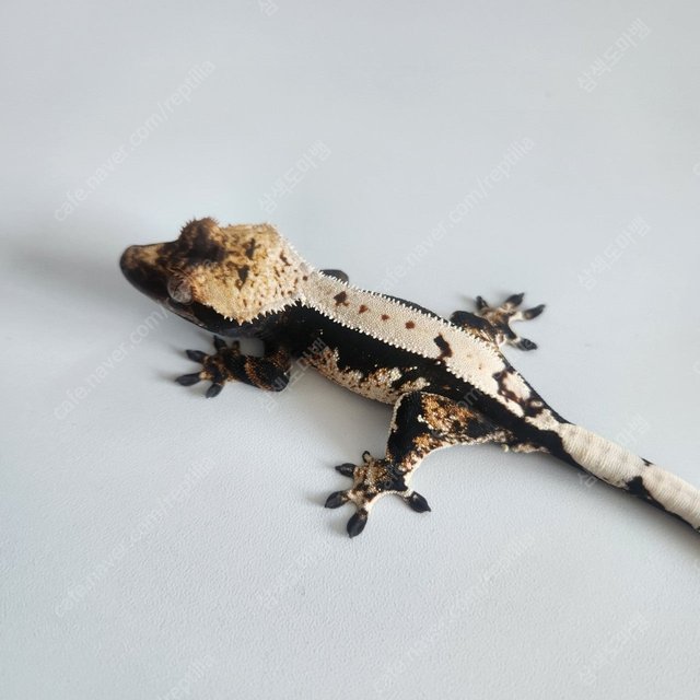 다크 트라이 블랙 화이트