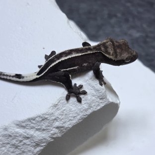 아잔틱
