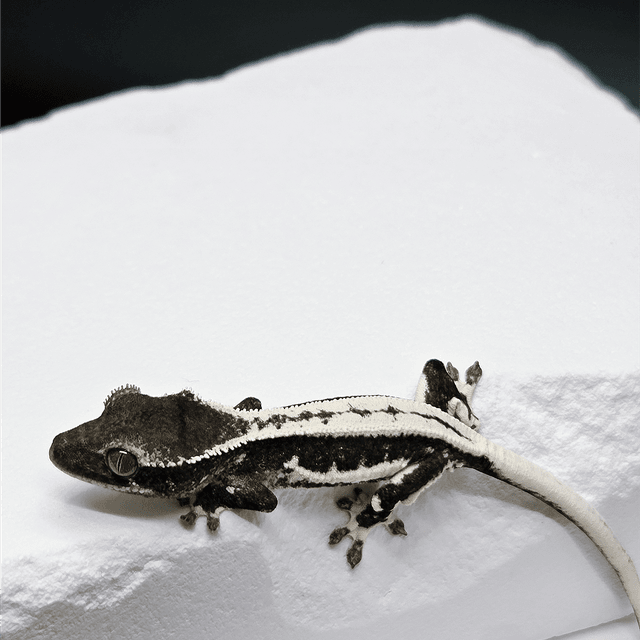 슈퍼스트라이프 릴잔틱