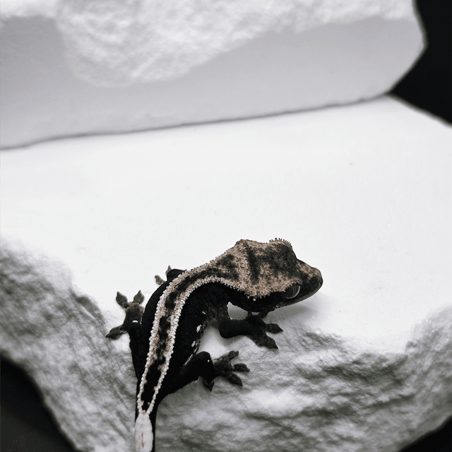 슈퍼스트라이프 아잔틱