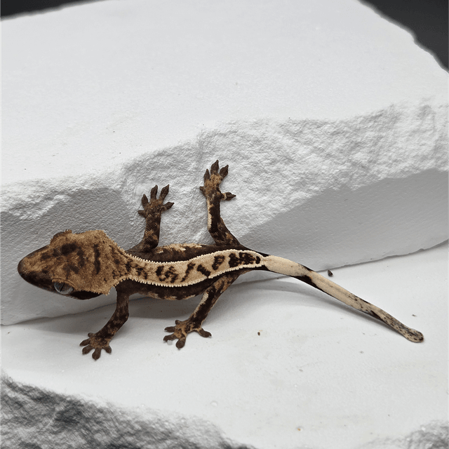 세이블 100%헷아잔틱