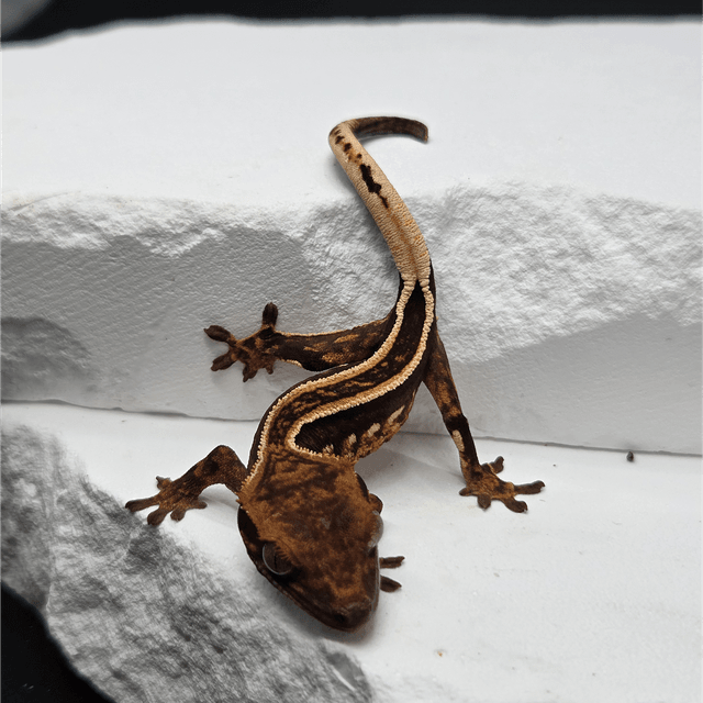 슈퍼스트라이프