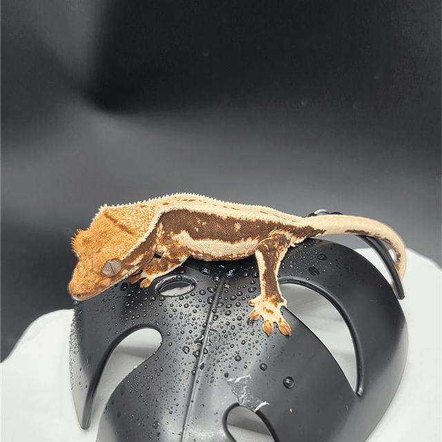 릴리100%헷아잔틱 슈퍼스트라이프