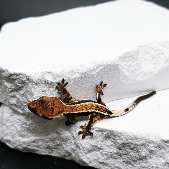 100%헷아잔틱 카푸치노