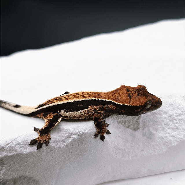 100%헷아잔틱 카푸치노