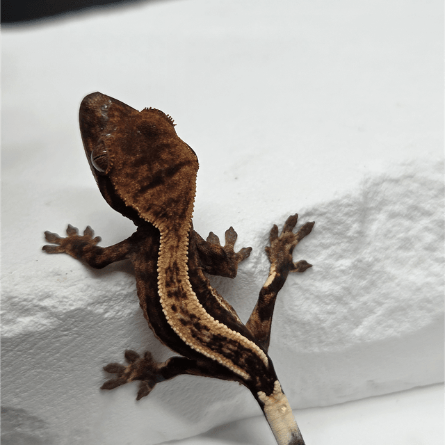 슈퍼스트라이프 100%헷아잔틱