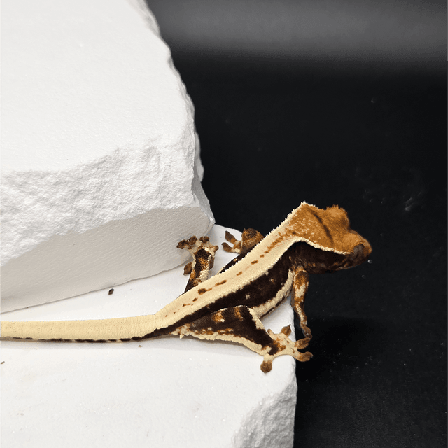 슈퍼스트라이프 릴리100%헷아잔틱