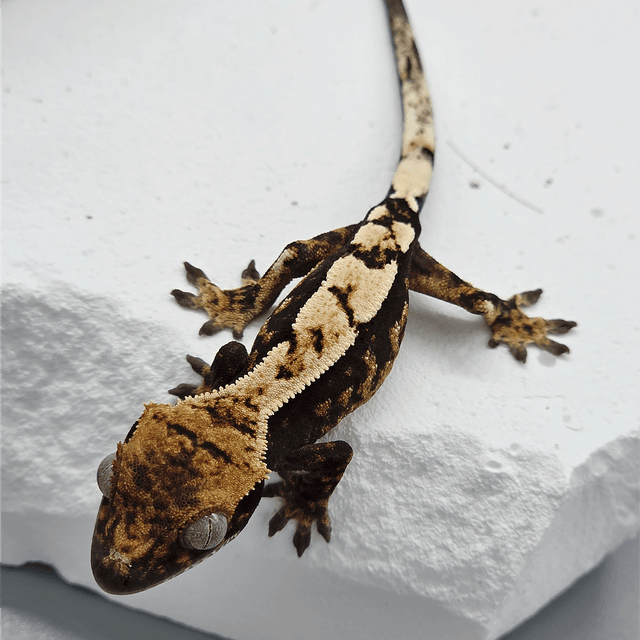 100%헷아잔틱 세이블