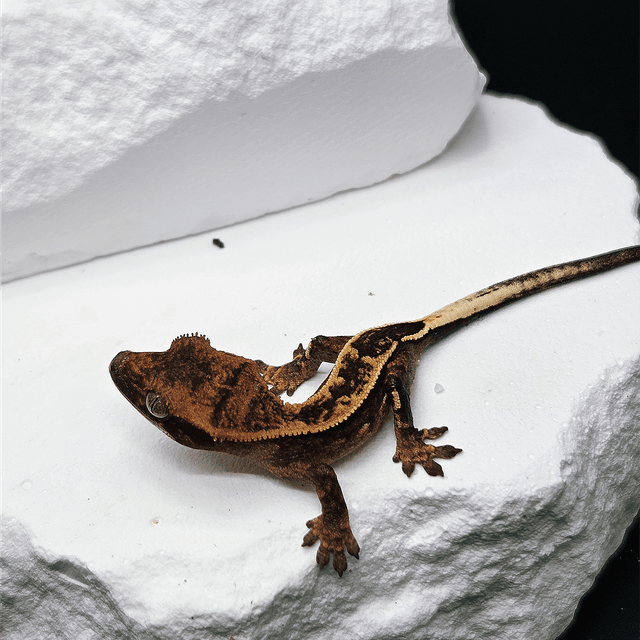 100%헷아잔틱 엠티백