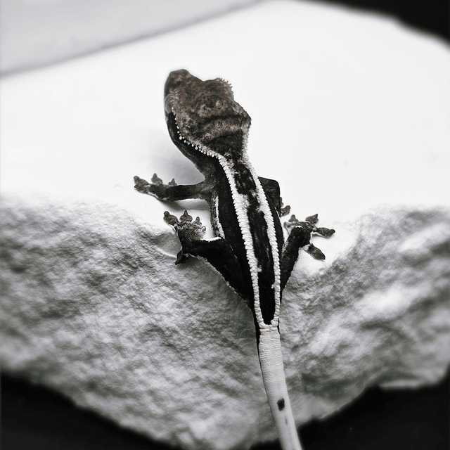 쿼드 엠티백 아잔틱