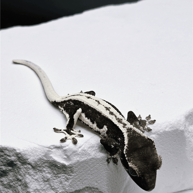 슈퍼스트라이프 릴잔틱