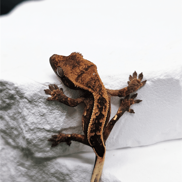 100%헷아잔틱 엠티백