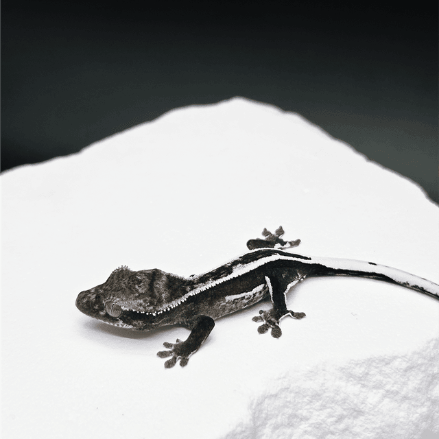 쿼드 엠티백 아잔틱