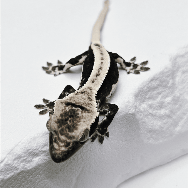 릴잔틱 슈퍼스트라이프