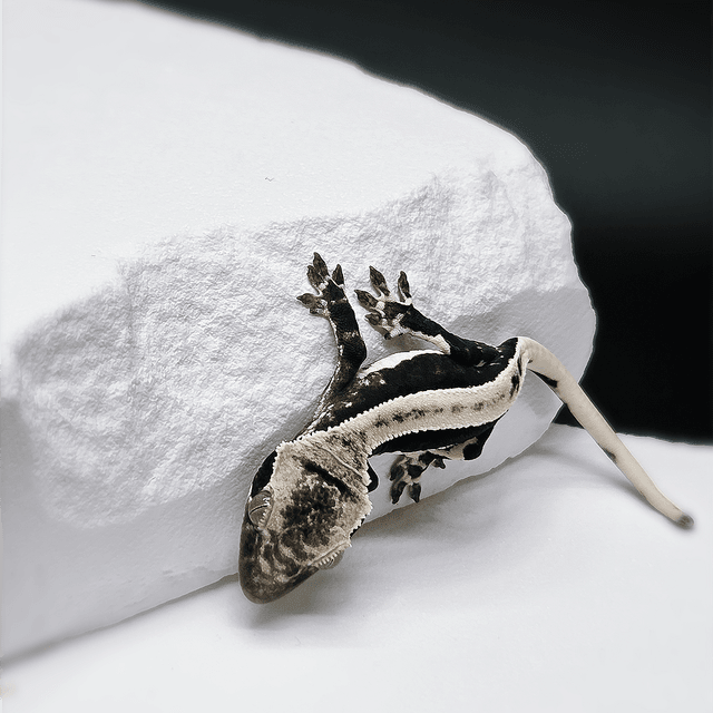 릴잔틱 슈퍼스트라이프