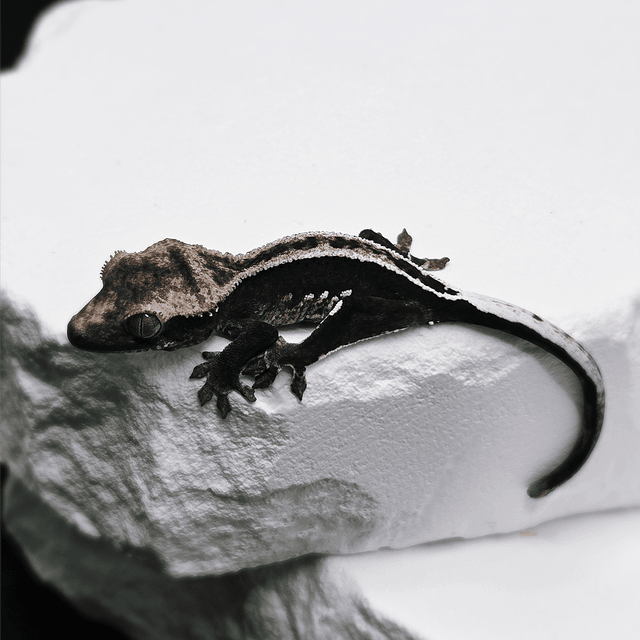 슈퍼스트라이프 아잔틱