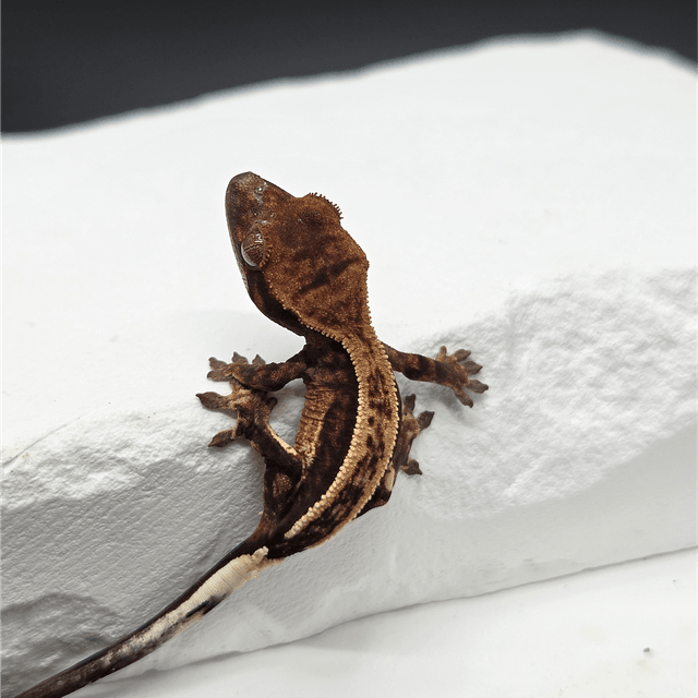 슈퍼스트라이프 100%헷아잔틱