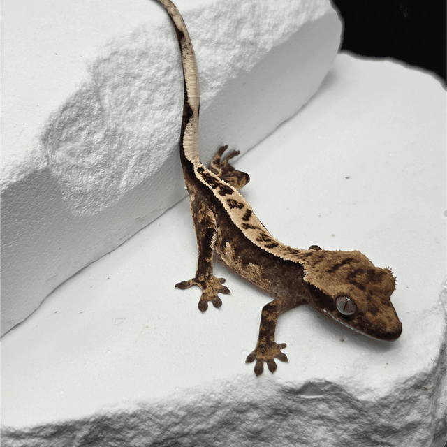 세이블 100%헷아잔틱