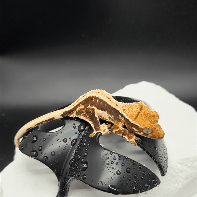 릴리100%헷아잔틱 슈퍼스트라이프