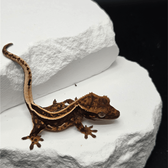 슈퍼스트라이프