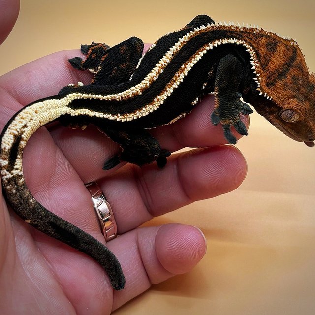 슈퍼스트라이프