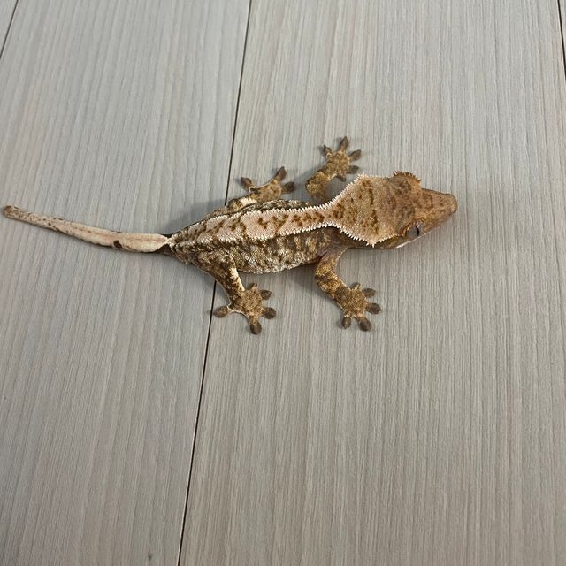 트라이 익스트림할리퀸