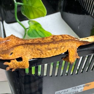 옐로우 팬텀