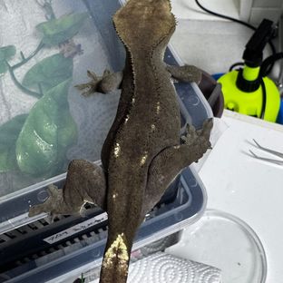 아잔틱