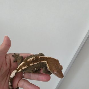 세이블 100%헷아잔틱