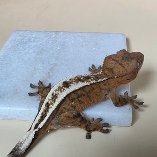 세이블 100%헷아잔틱 풀핀