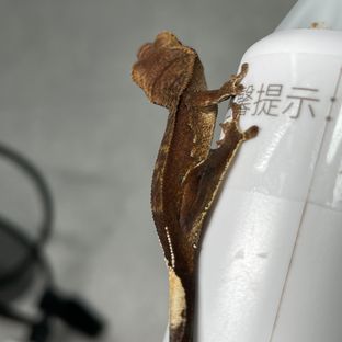 챠콜