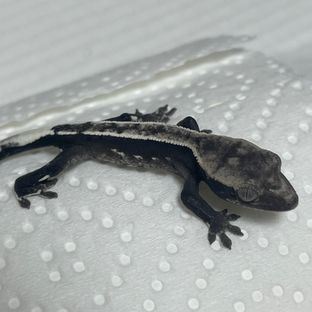 아잔틱
