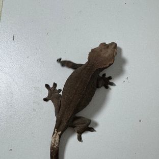 카푸치노 팬텀