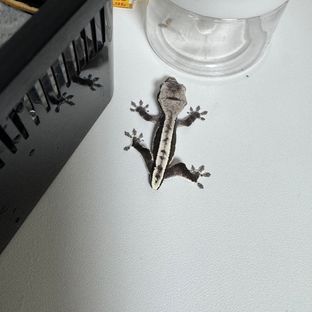 릴잔틱