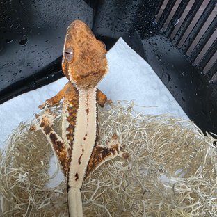 릴리 세이블 100%헷아잔틱