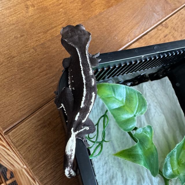 아잔틱