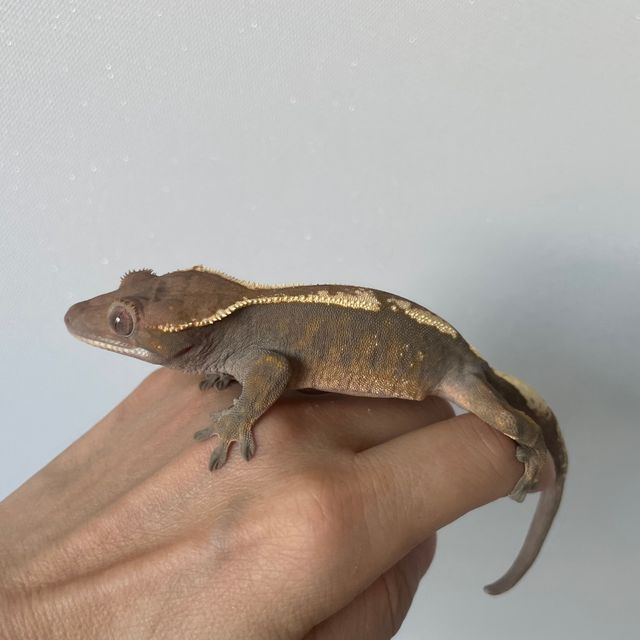 세이블