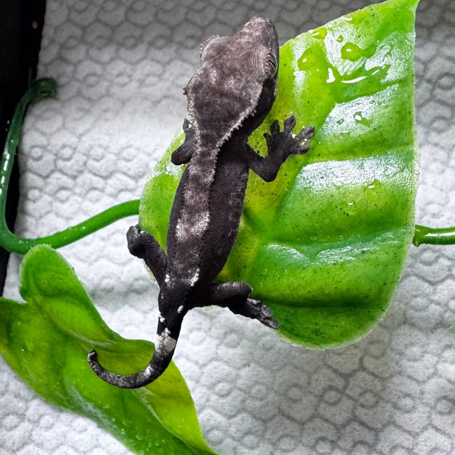 아잔틱