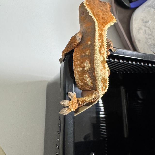 세이블