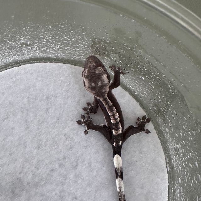 아잔틱