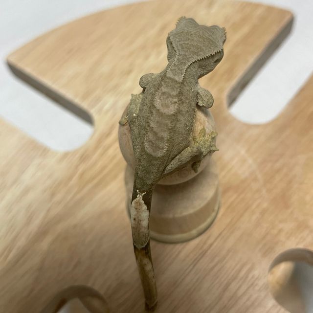 다크 벅스킨 팬텀
